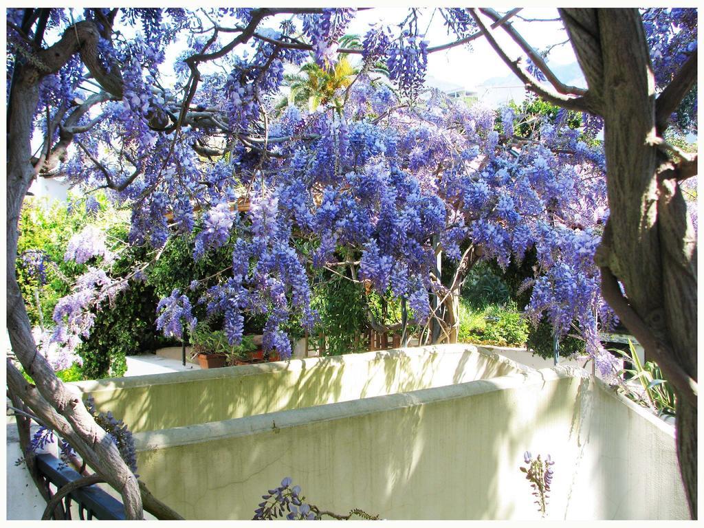 B&B La Salamandra Kitchengarden Forio di Ischia Kültér fotó