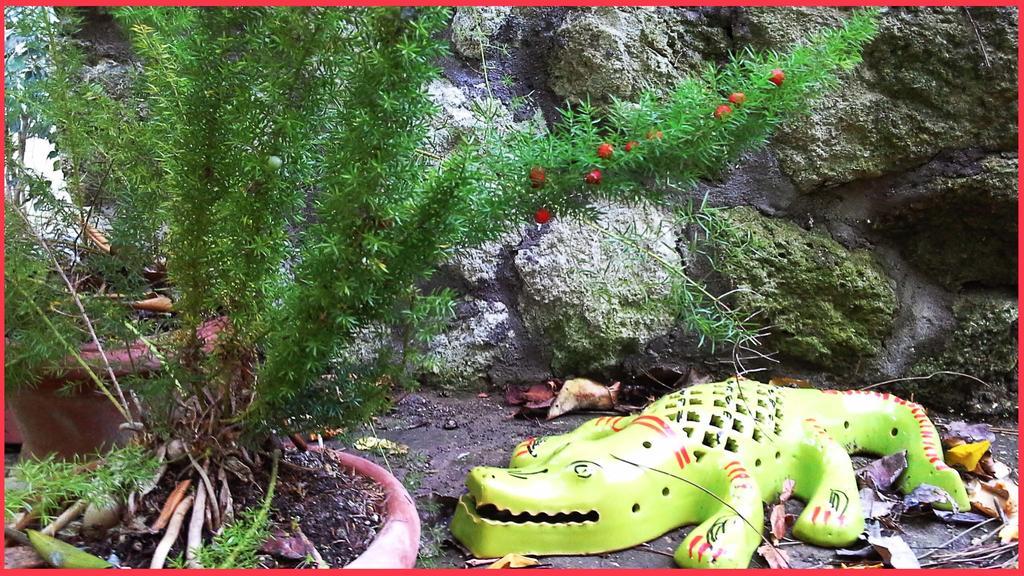 B&B La Salamandra Kitchengarden Forio di Ischia Kültér fotó
