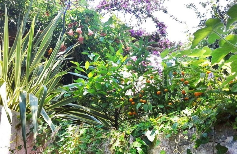 B&B La Salamandra Kitchengarden Forio di Ischia Kültér fotó